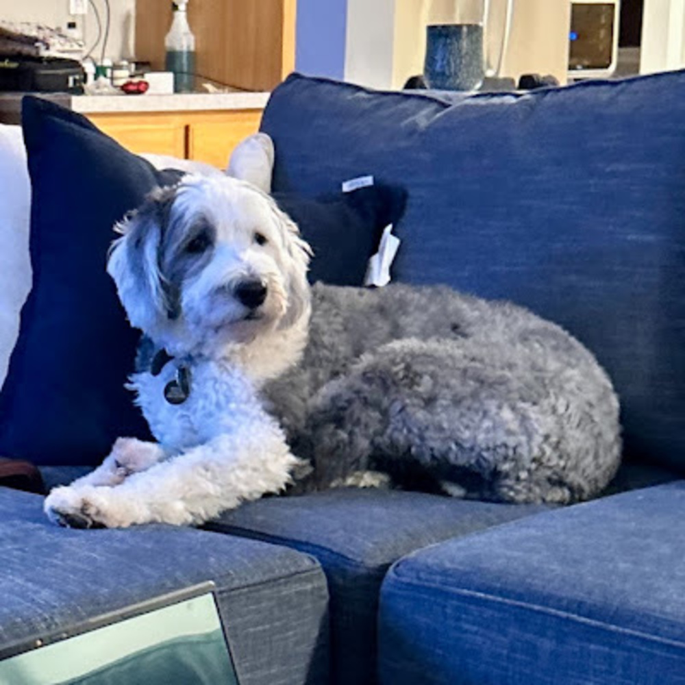 Meet your Posher, Monty